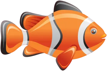 an orange clown fish on a white background