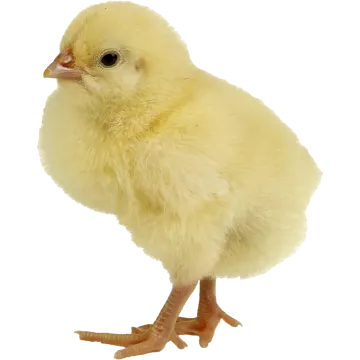 a small yellow chicken on a white background