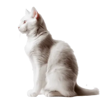 a white and gray cat sitting on the floor
