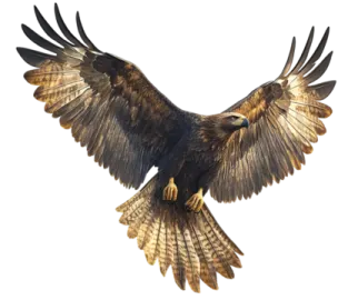 an eagle flying in the air