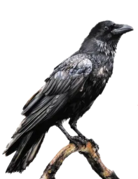 a black bird sitting on top of a tree branch