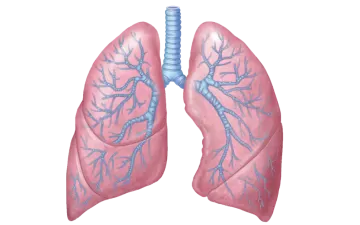 a diagram of the lungs