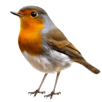 a bird is standing on a white surface