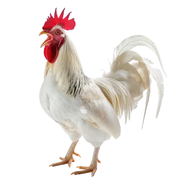 a white rooster with a red comb on its head