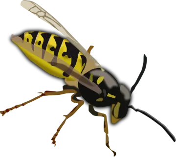 a yellow and black insect