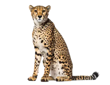 a che spotted cat sitting in front of a white background