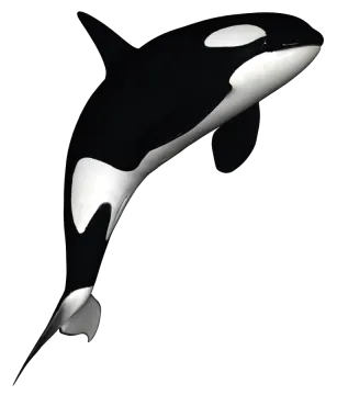 a black and white orca in the air