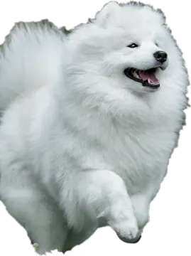 a white dog running with its mouth open