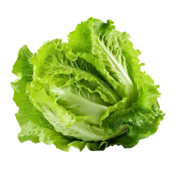 a lete leaf on a white background
