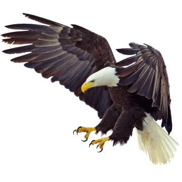 an eagle flying in the air with its wings spread