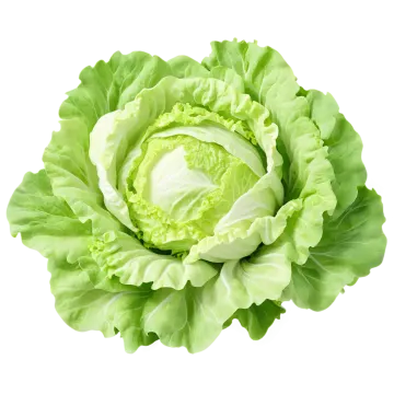 a head of lete on a white background
