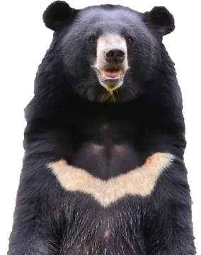 a close up of a black bear's face