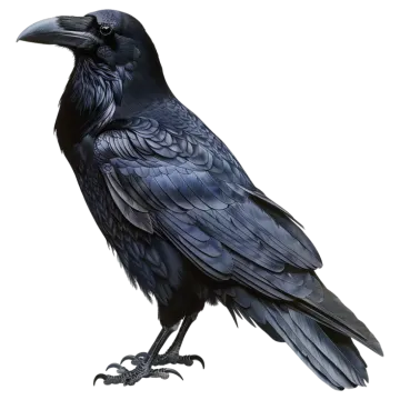 a black bird sitting on top of a white surface