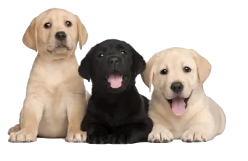 a group of labrador pup