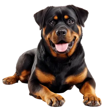 a black and brown dog laying down with its tongue out
