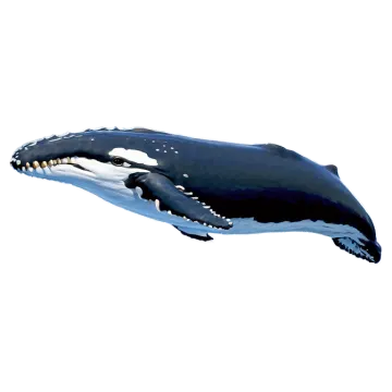 an illustration of a whale with its mouth open