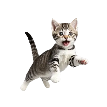 a small kitten is jumping in the air