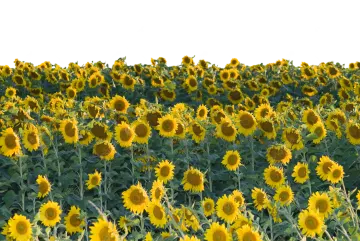 a field of sunflowers