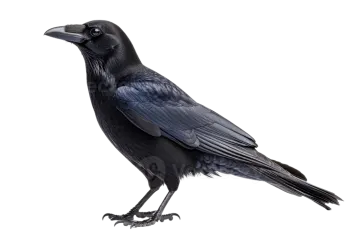 a black crow on a white background