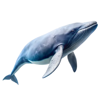 a blue whale is jumping in the air