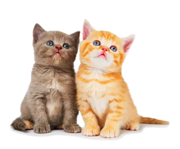 two kittens sitting next to each other kitten