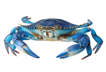 a blue crab on white background