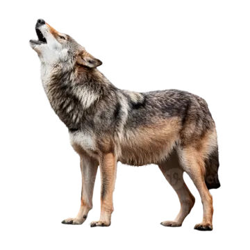 a wolf standing in front of a white background