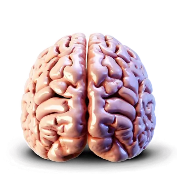 an image of a brain on a white background