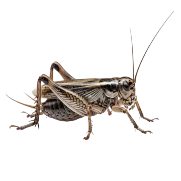 a cricket on a white background