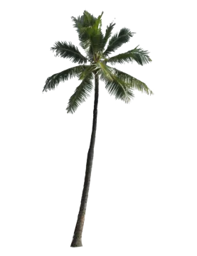 a palm tree on a white background