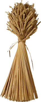a bunch of wheat on a white background