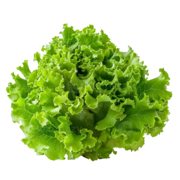 a bunch of lete leaves on a white background