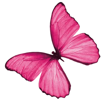 a pink butterfly on a white background