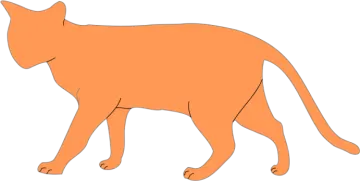 an orange cat on a white background