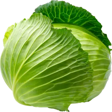 a head of cabbage on a white background