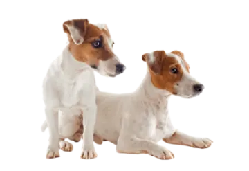 two small dogs sitting next to each other dogs