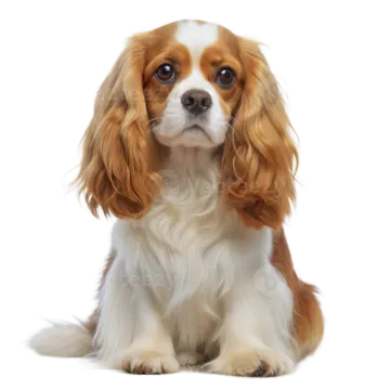 a small brown and white dog sitting down
