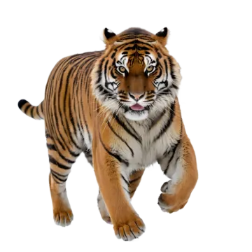 a tiger walking across a white background