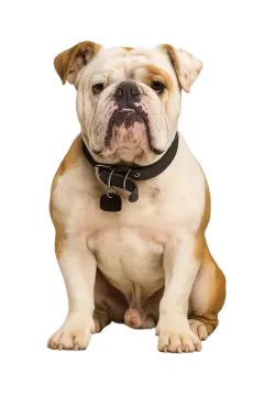 a brown and white dog sitting on a white background