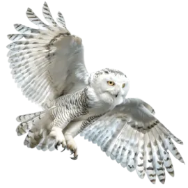 an owl is flying in the air