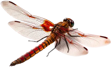 a red and black dragonfly