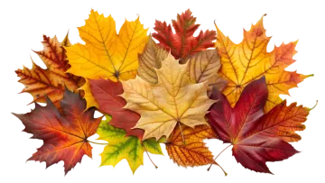 a bunch of colorful fall leaves