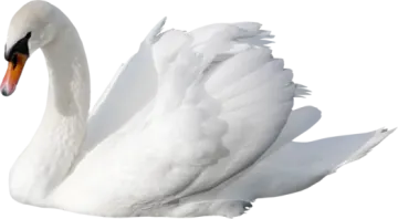 the swan is white