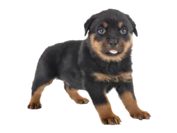 a black and brown puppy standing on a white background