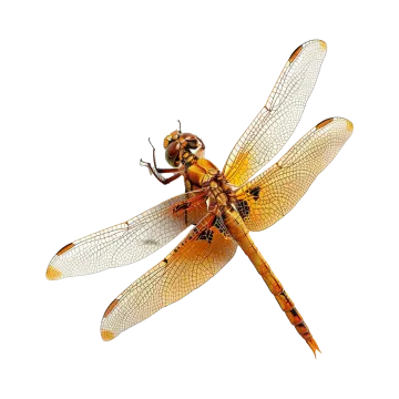 a yellow dragon on a white background