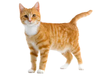 an orange and white cat