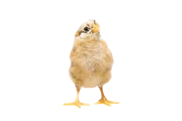 a small chicken standing up against a white background