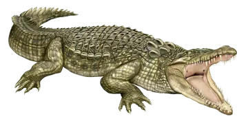 a crocodile with its mouth open