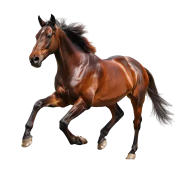 a brown horse running on a white background