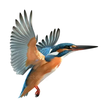 a kingfish flying with its wings open